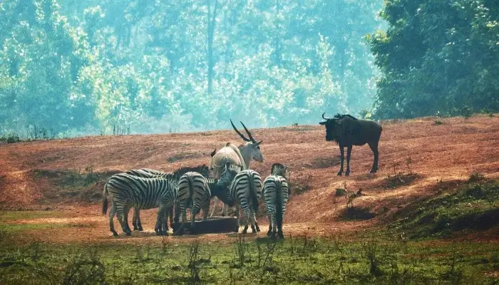 Bangabandhu Safari Park