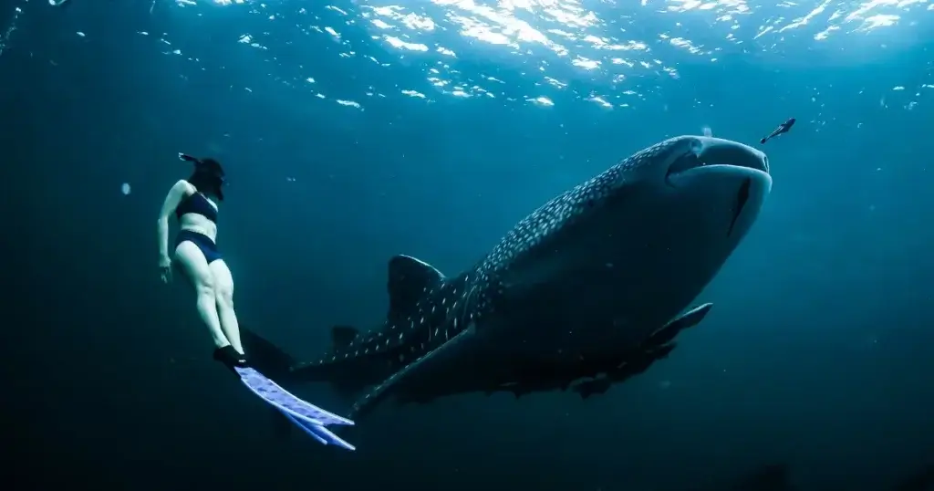 Diving With Manta Rays And Whale Sharks