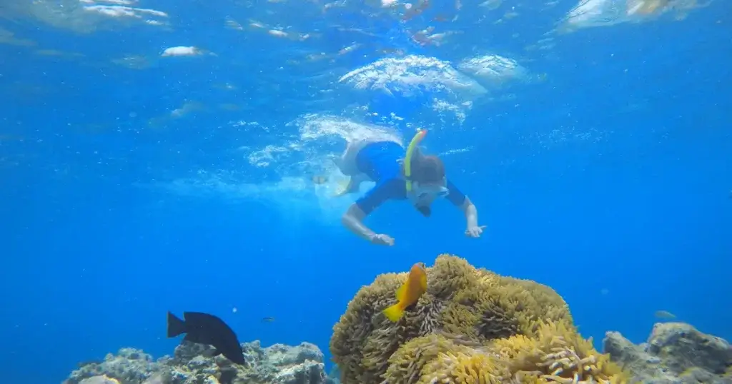 Snorkeling in crystal clear waters