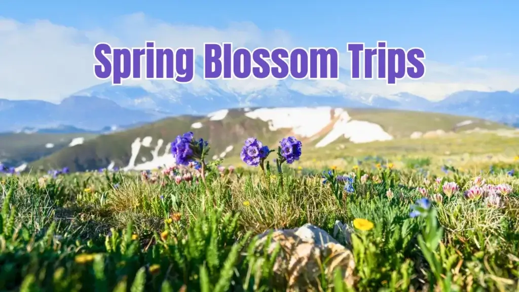 Spring Blossom Trips